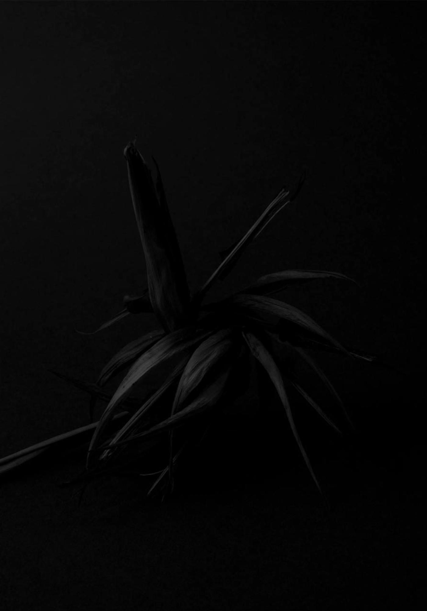 Bird of paradise flower Dani Pujalte