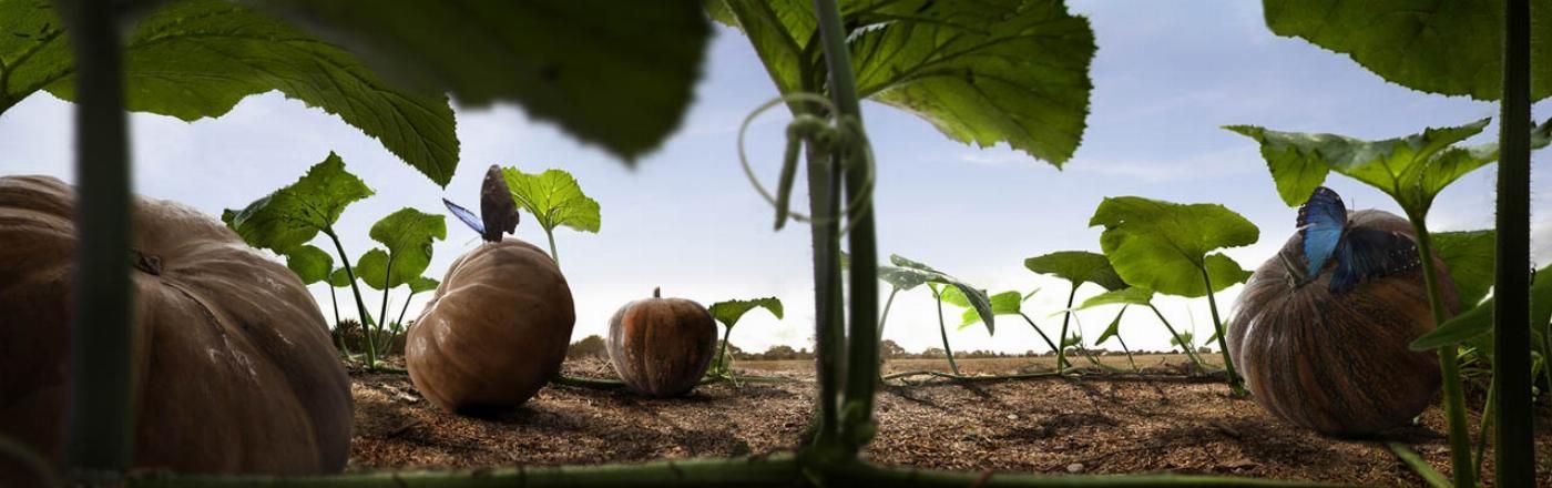 calabazas y mariposas