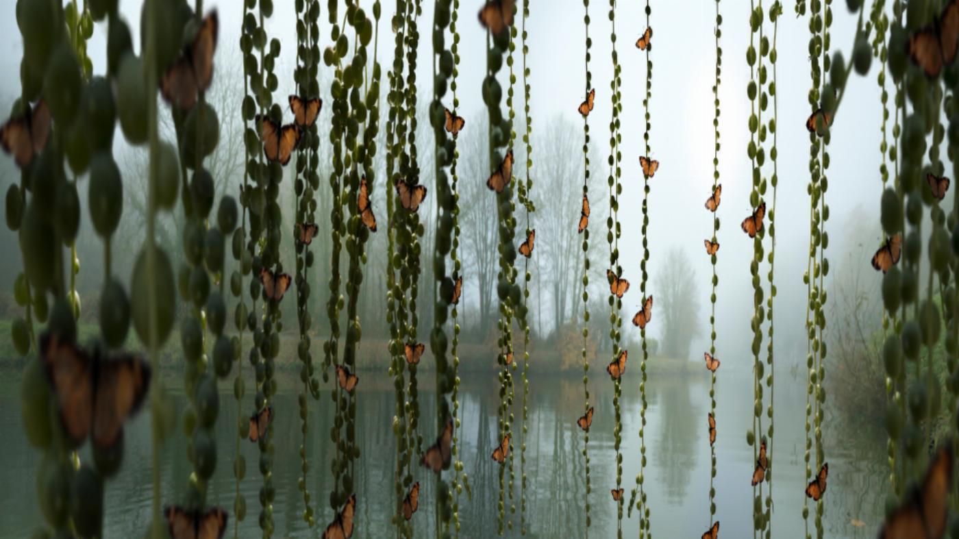 cortinas de maripositas